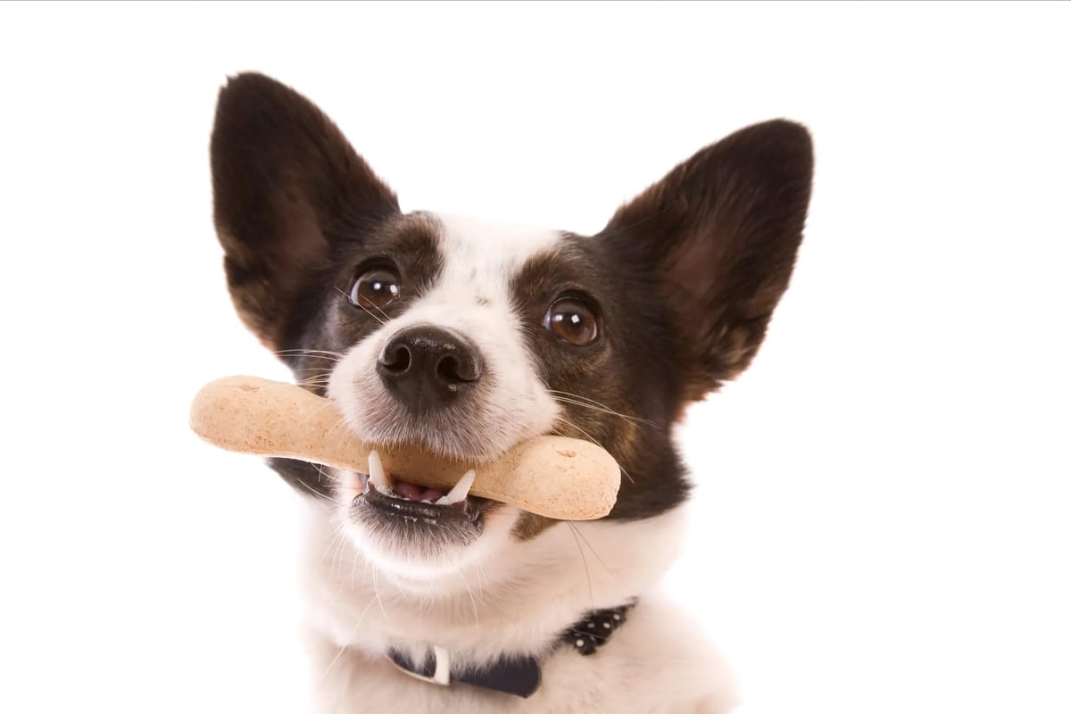 Dog enjoying a DashBoo chew in warm golden light