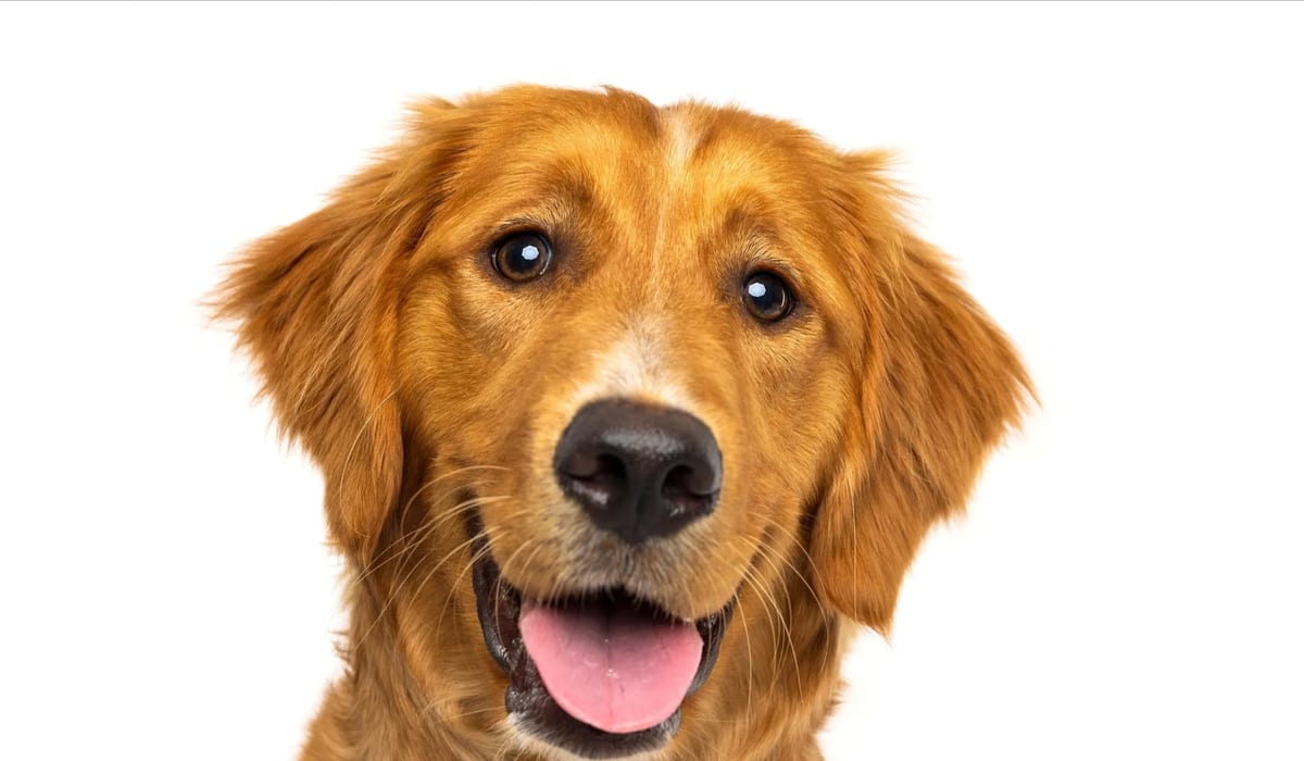 Dog owner rewarding their happy dog with a DashBoo treat